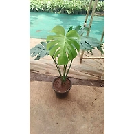 Monsteria 8 Inch