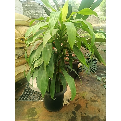 Dracina Golden-DracinaGolden