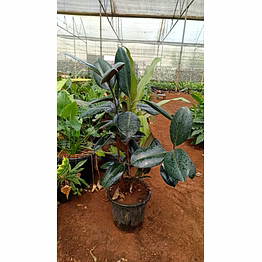 rubber plant 8 inch