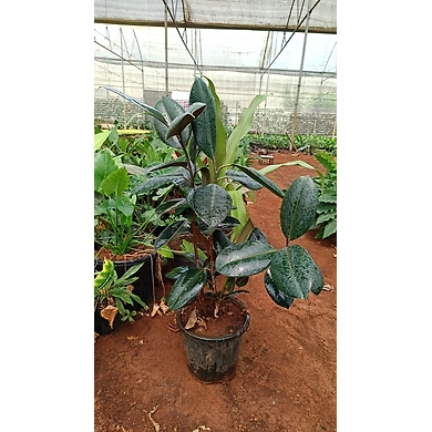 Rubber Plant 8 inch-RubberPlant8inchPremium