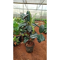 Rubber Plant 8 inch