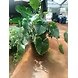 Homelomina Green-HomelominaGreen-sm
