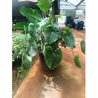 Homelomina Green