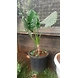 Aloceciya Green-AloceciyaGreen-sm