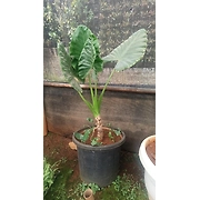 Aloceciya Green