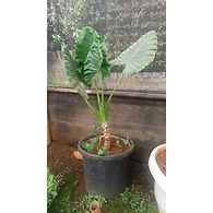 Aloceciya Green