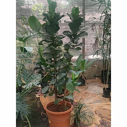ficus layrata