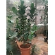 Ficus Layrata-FicusLayrata-sm