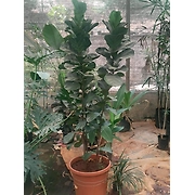 Ficus Layrata