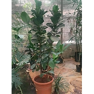 Ficus Layrata