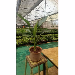 bird of paradise
