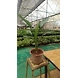 Bird of Paradise-BirdofParadise-sm