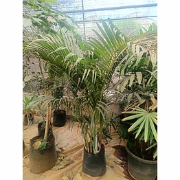 bamboo palm 12 inch