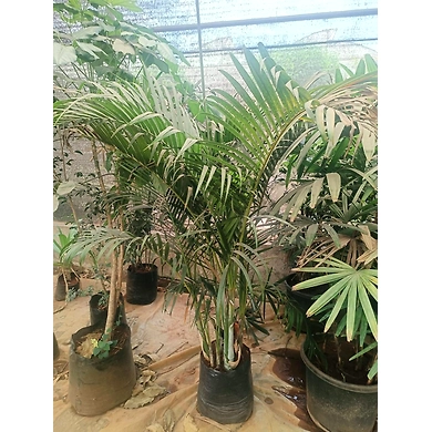 Bamboo Palm 12 Inch-BambooPalm12Inch