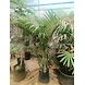 Bamboo Palm 12 Inch-BambooPalm12Inch-sm