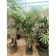 Bamboo Palm 12 Inch