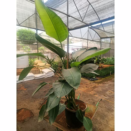 bird of paradise 12 inch