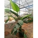 Bird of Paradise 12 Inch-BirdofParadise12Inch-sm