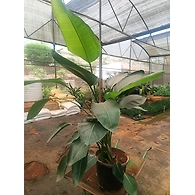 Bird of Paradise 12 Inch