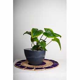 ceramic pot