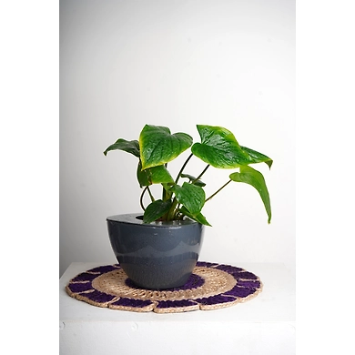 Ceramic Pot-CeramicPot