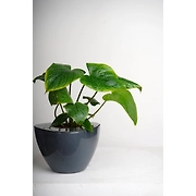 Ceramic Pot