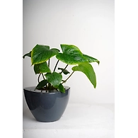 Ceramic Pot