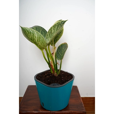 XL Blue-1