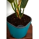 XL Blue-2-sm