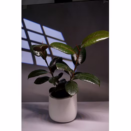 ceramic white pot