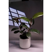Ceramic White Pot