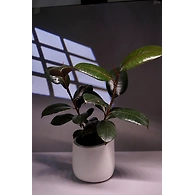 Ceramic White Pot