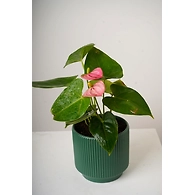 Textured Dark Green Ceramic Pot – 6 Inch