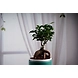 Ceramic Teal Green Pot-1-sm