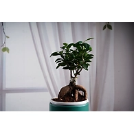 Ceramic Teal Green Pot