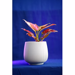 ceramic textured white pot