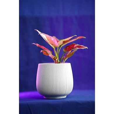 Ceramic Textured White Pot-CeramicTexturedWhitePot