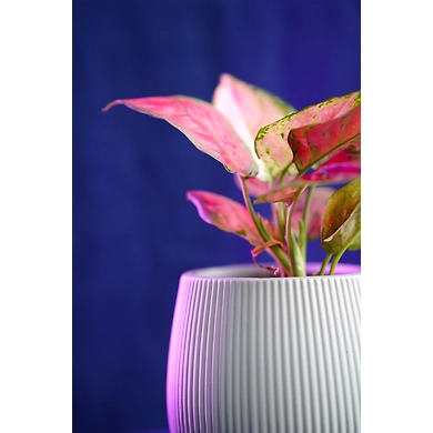 Ceramic Textured White Pot-1