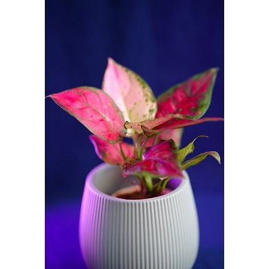 Ceramic Textured White Pot-2