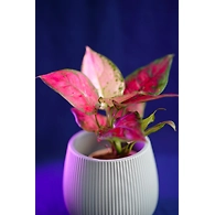 Ceramic Textured White Pot