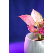 Ceramic Textured White Pot