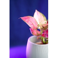 Ceramic Textured White Pot