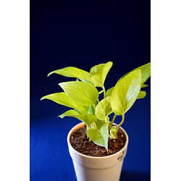 cylindrical ceramic white pot