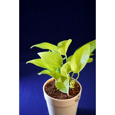 Cylindrical Ceramic White Pot-CylindricalCeramicWhitePot