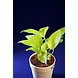 Cylindrical Ceramic White Pot-CylindricalCeramicWhitePot-sm