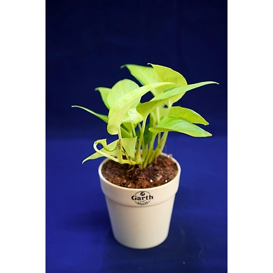 Cylindrical Ceramic White Pot-2