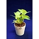 Cylindrical Ceramic White Pot-2-sm