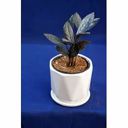 tapered ceramic pot with saucer