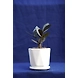 Tapered Ceramic Pot with Saucer-2-sm