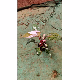 pink princess 4 inch